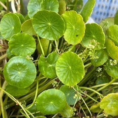 水草 ウォーターコイン＊ウォーターマッシュルーム100円の画像