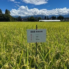 令和6年度産米🌾
