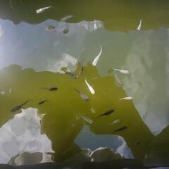 メダカの子譲りますの画像