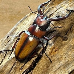 トカラノコギリクワガタ　ペアの画像