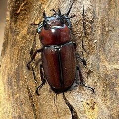 トカラノコギリクワガタ　ペアの画像