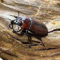 トカラノコギリクワガタ　ペアの画像