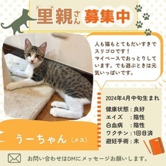 マイペースだけど元気いっぱいキジ白ちゃん