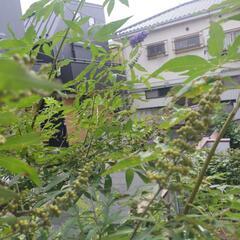 ガーデニング　セイヨウニンジンボクの画像