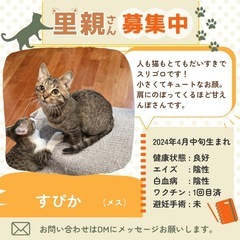 小顔キュートなキジちゃん