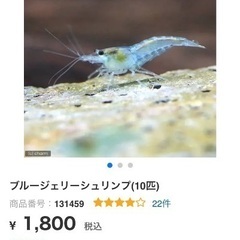 薄い青いエビ5匹（複数あり）5枚目の写真のエビかもの画像
