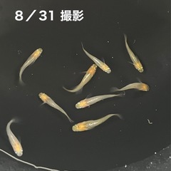 黒鱗金龍(ヒカリ体型)メダカ 10匹の画像