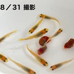 黒鱗金龍(ヒカリ体型)メダカ 10匹
