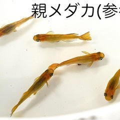 黒鱗金龍(ヒカリ体型)メダカ 10匹の画像