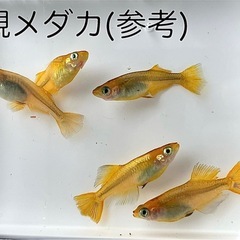 黒鱗金龍(ヒカリ体型)メダカ 10匹の画像