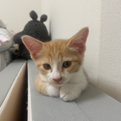 茶白、メス、オス