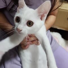 🐾子猫の里親様を探しています🐾
