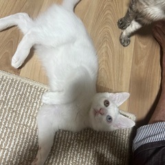 長毛、子猫