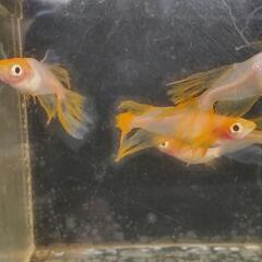 メダカ展示販売の画像