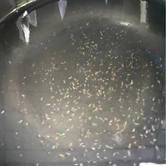 【メダカのおやつに】オオミジンコ【めだかの越冬準備に】
