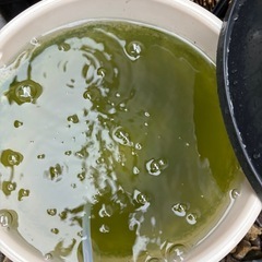 【メダカのおやつに】オオミジンコ【めだかの越冬準備に】の画像