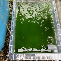 【メダカのおやつに】オオミジンコ【めだかの越冬準備に】の画像