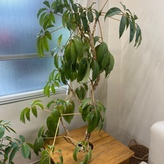 大型植物　ツピタンサス