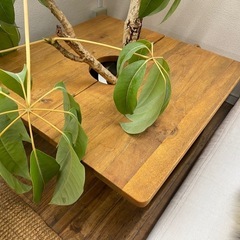 大型植物　ツピタンサスの画像