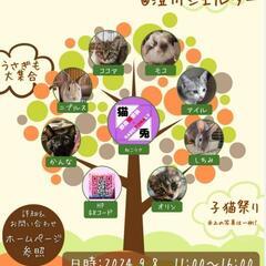 ★里親様✨募集致します★オリン君推定1ヶ月半※9/8(日)澄川シェルター譲渡会に参加します - 里親募集