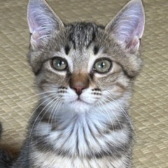 里親募集　キジトラの男の子　３か月くらい