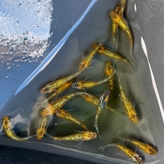 ユリシス　3ペア　めだかの画像