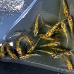 ユリシス　3ペア　めだか