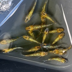 ユリシス　3ペア　めだかの画像