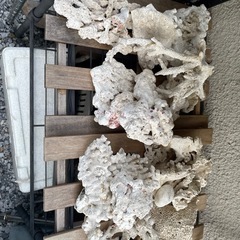 海水魚水槽デスロック
