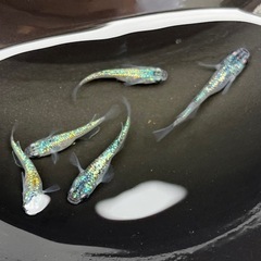 メダカ　めだか　サファイア　ラメ　無選別