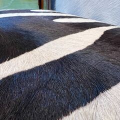 【愛品館八千代店】PALECEK　パレチェック　ゼブラチェア①の画像