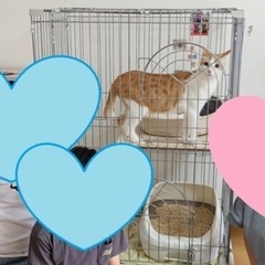 猫ゲージ
