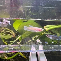 ベタ　ダンボプラカット　3匹セット　B