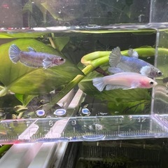 ベタ　ダンボプラカット　3匹セット　Bの画像