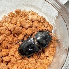 オオクワガタ　能勢YG  BEKUWA84.7血統　メス♀３匹セットの画像