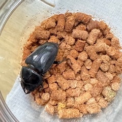 オオクワガタ　能勢YG  BEKUWA84.7血統　メス♀３匹セット
