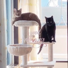 【引き渡し予定者が決まりました】キャットタワーの画像