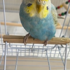 【飼育経験者とお話中】セキセイインコ 恐らくメス