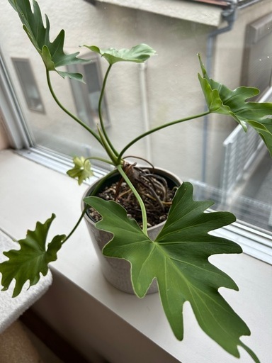 セローム 観葉植物 プラント