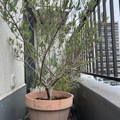 オリーブ　鉢植え　テラコッタ大鉢