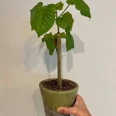 観葉植物　ウンベラータ