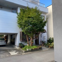 剪定、【見積り完全無料】 - 山鹿市