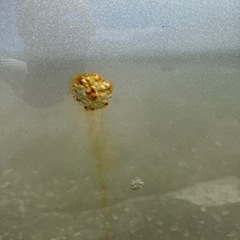 三菱　ミニカの画像