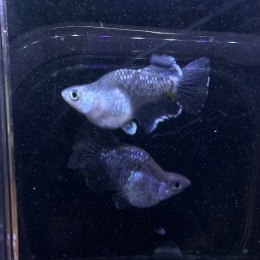 ミッドナイトフリルダルマメダカ めだか