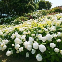同性のお友達を募集しています。