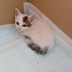 （一旦募集停止）子猫生後4週間くらい 健康状態問題なし。