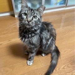 サイベリアンMIXのマミちゃん