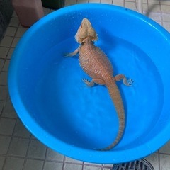フトアゴヒゲトカゲ レッド 3歳 ♂(候補が沢山のため一旦締め切ります) - 沖縄市