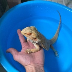 フトアゴヒゲトカゲ レッド 3歳 ♂(候補が沢山のため一旦締め切ります) - その他