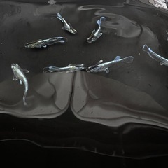 メダカ　若魚〜成魚の画像